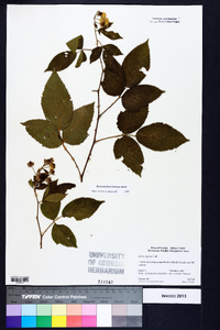 Rubus argutus image