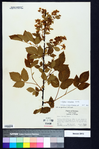 Rubus argutus image