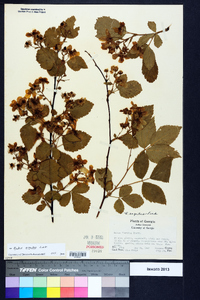 Rubus argutus image