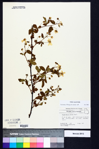 Rubus argutus image