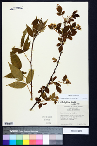 Rubus argutus image