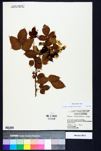 Rubus argutus image