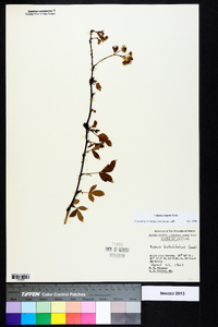 Rubus argutus image