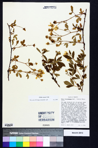 Rubus argutus image