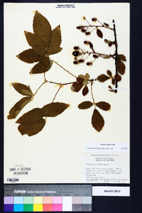 Rubus argutus image