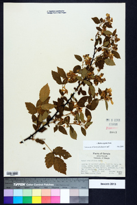 Rubus argutus image