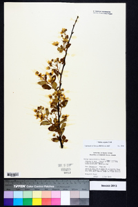 Rubus argutus image