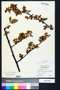 Rubus argutus image