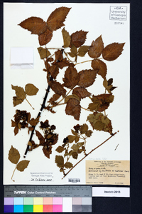 Rubus argutus image