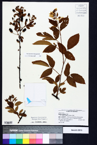 Rubus argutus image