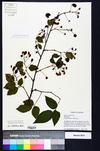 Rubus argutus image