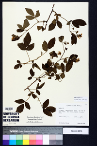 Rubus argutus image