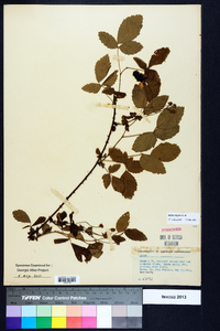 Rubus argutus image