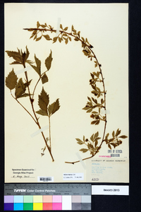 Rubus argutus image