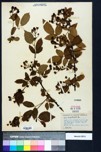 Rubus argutus image