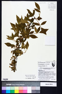 Rubus argutus image