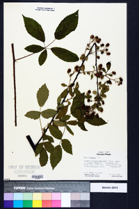 Rubus argutus image