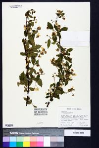 Rubus argutus image