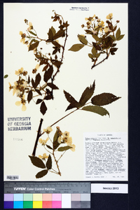 Rubus argutus image