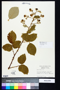 Rubus bifrons image