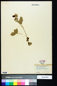 Rubus cuneifolius image