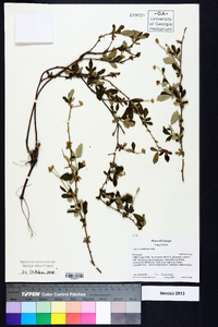 Rubus cuneifolius image