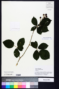 Rubus cuneifolius image