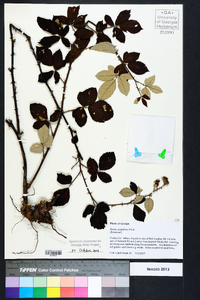 Rubus cuneifolius image