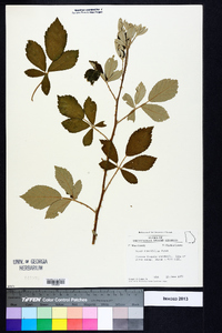 Rubus cuneifolius image