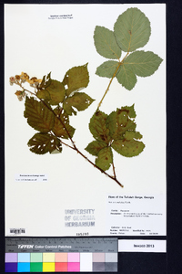 Rubus cuneifolius image