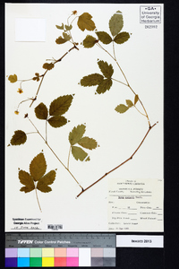 Rubus flagellaris image