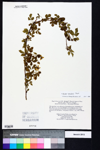 Rubus flagellaris image