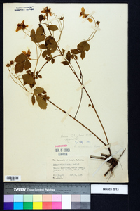 Rubus flagellaris image