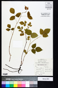 Rubus flagellaris image