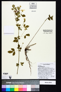 Rubus flagellaris image