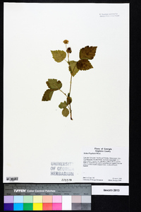 Rubus flagellaris image