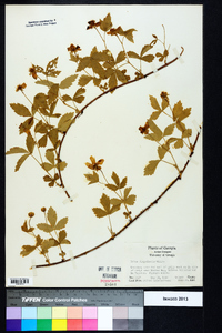 Rubus flagellaris image