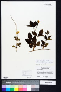 Rubus flagellaris image