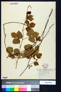 Rubus flagellaris image