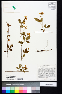 Rubus flagellaris image