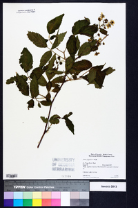 Rubus flagellaris image