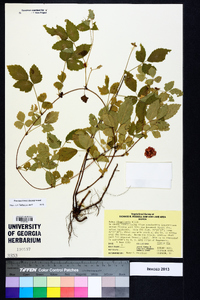 Rubus flagellaris image