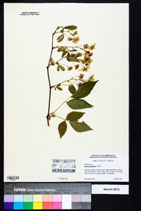 Rubus flagellaris image