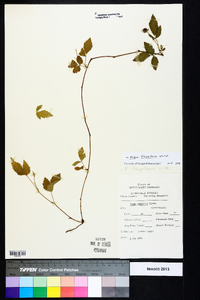 Rubus flagellaris image