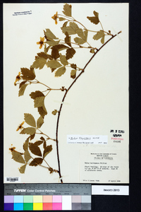 Rubus flagellaris image