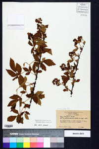 Rubus flagellaris image