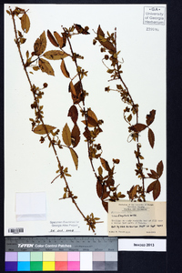 Rubus flagellaris image