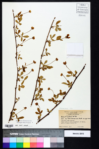 Rubus flagellaris image