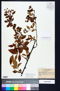 Rubus flagellaris image