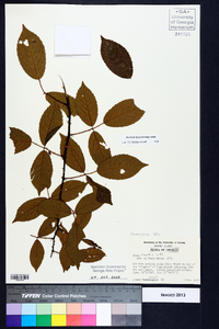 Rubus flagellaris image